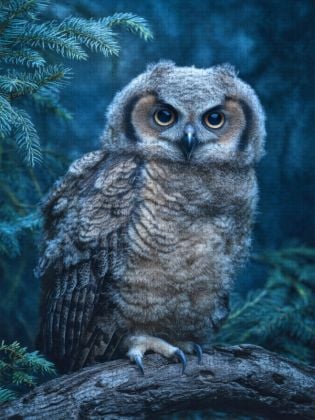 Produktbild: CALVENDO Puzzle Mehr Flausch geht nicht | 1000 Teile Lege-Gr&ouml;&szlig;e 64x48cm Foto-Puzzle f&uuml;r gl&uuml;ckliche Stunden