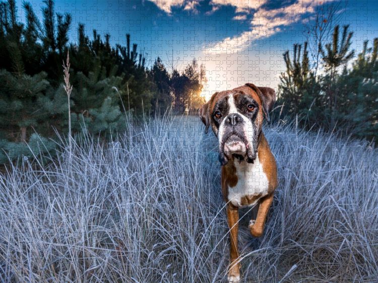 Produktbild: CALVENDO Puzzle Frostiger Sonnenaufgang | 1000 Teile Lege-Gr&ouml;&szlig;e 64x48cm Foto-Puzzle f&uuml;r gl&uuml;ckliche Stunden
