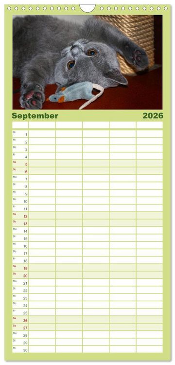 Produktbild: Familienplaner 2026 - B&auml;rige Schmusetiger - Britisch Kurzhaar mit 5 Spalten (Wandkalender, 21 x 45 cm) CALVENDO