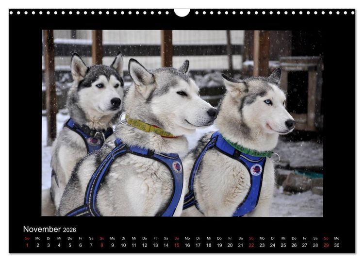 Produktbild: Husky-Kalender (Wandkalender 2026 DIN A3 quer), CALVENDO Monatskalender