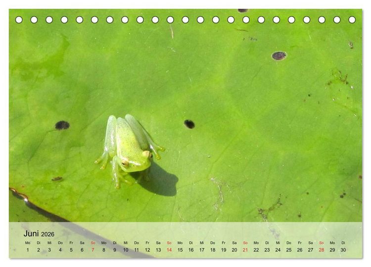 Produktbild: Frosch m&uuml;sste man sein! (Tischkalender 2026 DIN A5 quer), CALVENDO Monatskalender