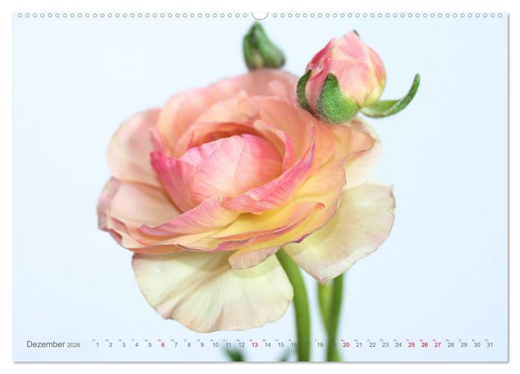 Produktbild: Ranunkeln (hochwertiger Premium Wandkalender 2026 DIN A2 quer), Kunstdruck in Hochglanz
