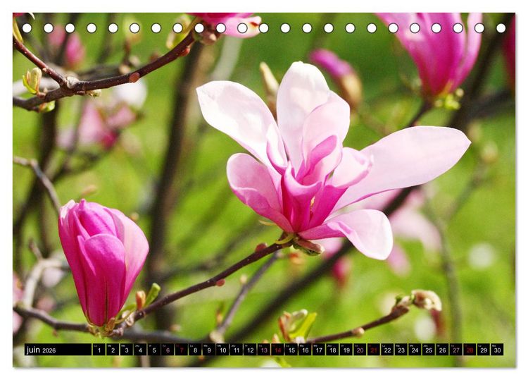 Produktbild: Magnolias en fleur (Calendrier de bureau 2026 DIN A5 vertical), CALVENDO calendrier mensuel