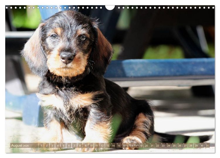 Produktbild: Rauhaarige Welpenstube (Wandkalender 2026 DIN A3 quer), CALVENDO Monatskalender