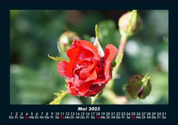 Produktbild: Rosentraum 2025 Fotokalender DIN A5
