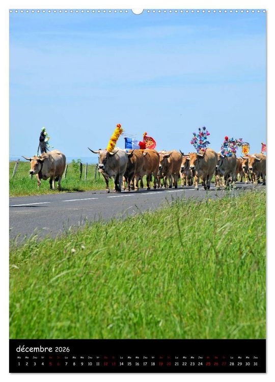 Produktbild: Vaches d'Aubrac (Calendrier mural 2026 DIN A2 horizontal) calendrier de bureau