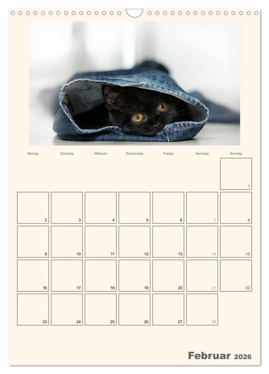Produktbild: Schmusige Britisch Kurzhaar (Wandkalender 2026 DIN A3 hoch), CALVENDO Monatskalender