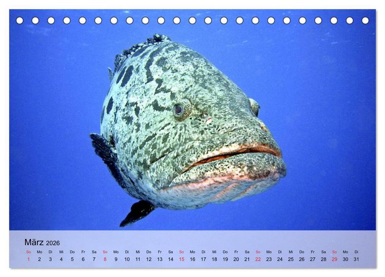 Produktbild: In der Meerestiefe. Fische und Korallen im ewigen Blau (Tischkalender 2026 DIN A5 quer), CALVENDO Monatskalender