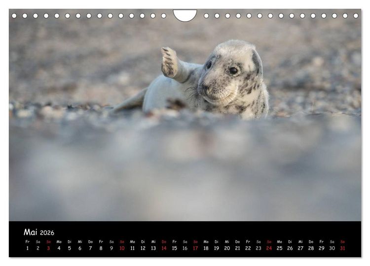Produktbild: Robben auf Helgoland 2026 (Wandkalender 2026 DIN A4 quer), CALVENDO Monatskalender