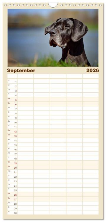 Produktbild: Familienplaner 2026 - Deutsche Doggen / Geburtstagskalender mit 5 Spalten (Wandkalender, 21 x 45 cm) CALVENDO
