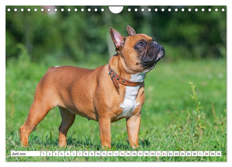 Produktbild: Kleiner Kobold Franz&ouml;sische Bulldogge (Wandkalender 2026 DIN A4 quer), CALVENDO Monatskalender
