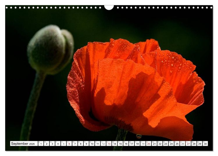 Produktbild: MohnTage (Wandkalender 2026 DIN A3 quer), CALVENDO Monatskalender