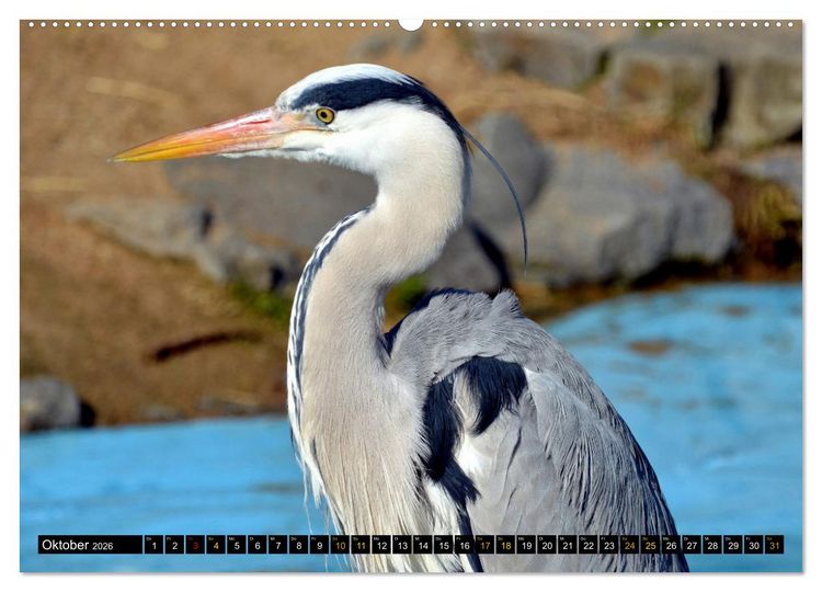 Produktbild: V&ouml;gel im Fokus - Ausdrucksstarke Vielfalt in der Vogelwelt (hochwertiger Premium Wandkalender 2026 DIN A2 quer), Kunstdruck in Hochglanz