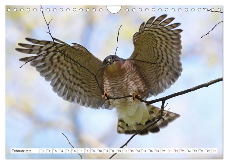 Produktbild: Sperber - Kleiner Vogel Greif (Wandkalender 2026 DIN A4 quer), CALVENDO Monatskalender