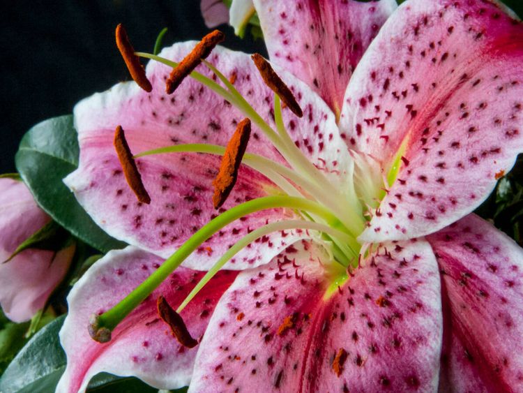 Produktbild: CALVENDO Puzzle Kalanchoe | 1000 Teile Lege-Gr&ouml;&szlig;e 64x48cm Foto-Puzzle f&uuml;r gl&uuml;ckliche Stunden