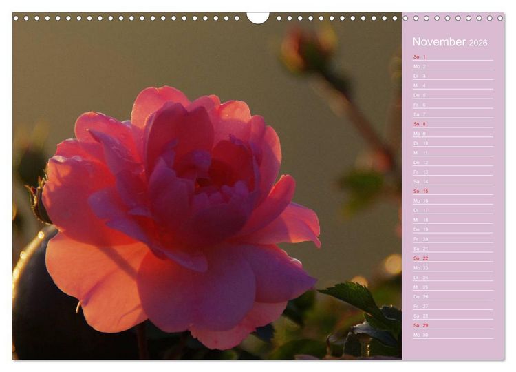 Produktbild: Blumenfreude (Wandkalender 2026 DIN A3 quer), CALVENDO Monatskalender