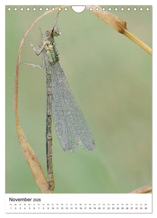 Produktbild: Insekten,Sch&ouml;nheiten der Natur (Wandkalender 2026 DIN A4 hoch), CALVENDO Monatskalender