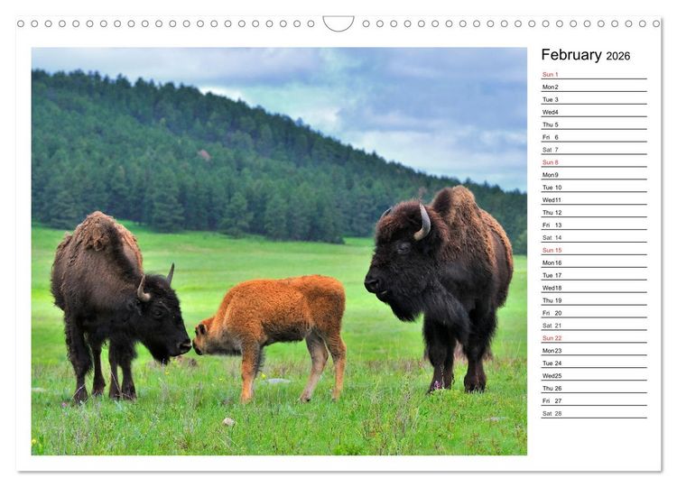 Produktbild: Bisons of North America (Wall Calendar 2026 DIN A3 landscape), CALVENDO 12 Month Wall Calendar