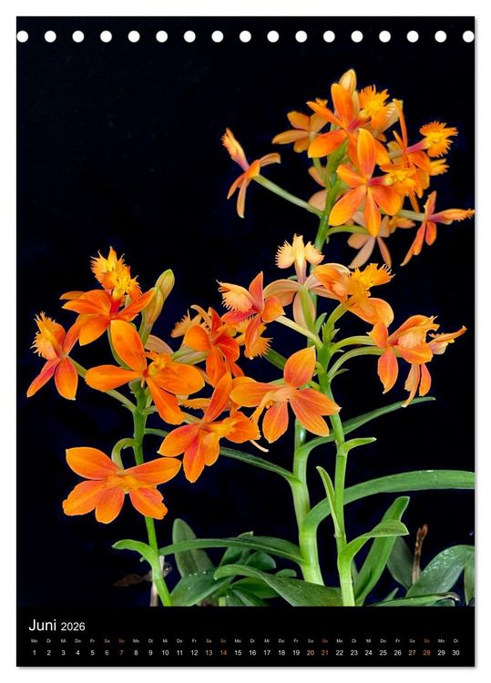 Produktbild: Orchideen - Exoten im Wohnzimmer (Tischkalender 2026 DIN A5 hoch), CALVENDO Monatskalender