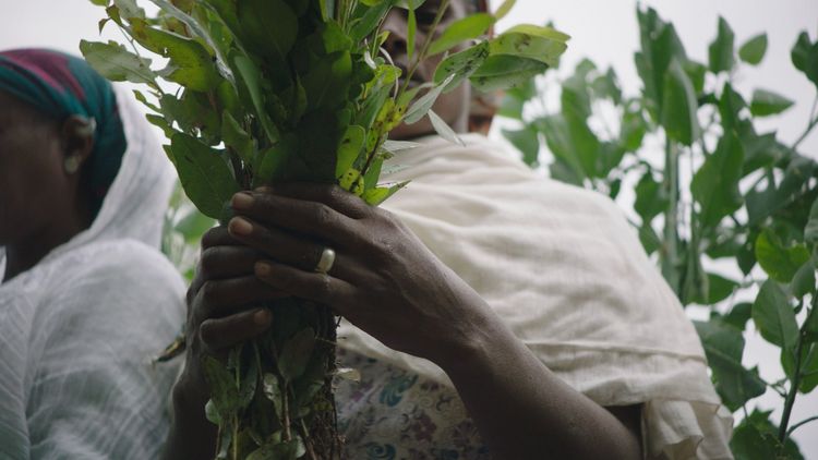 Produktbild: The Great Green Wall