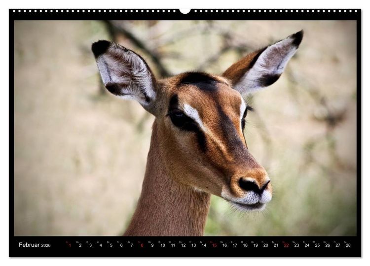 Produktbild: S&Uuml;DAFRIKA Augenblicke (Wandkalender 2026 DIN A2 quer), CALVENDO Monatskalender