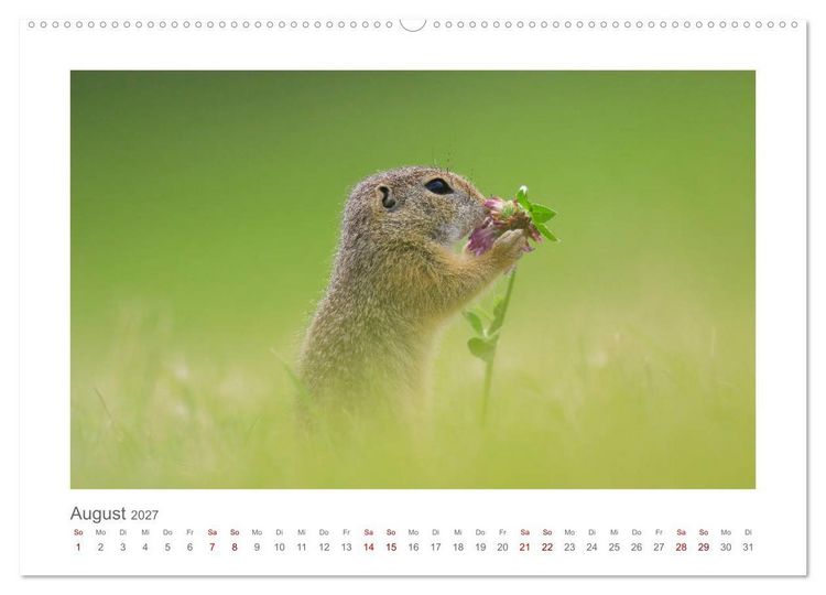 Produktbild: Lustige Zieselbabys (Wandkalender 2027 DIN A2 quer), CALVENDO Monatskalender