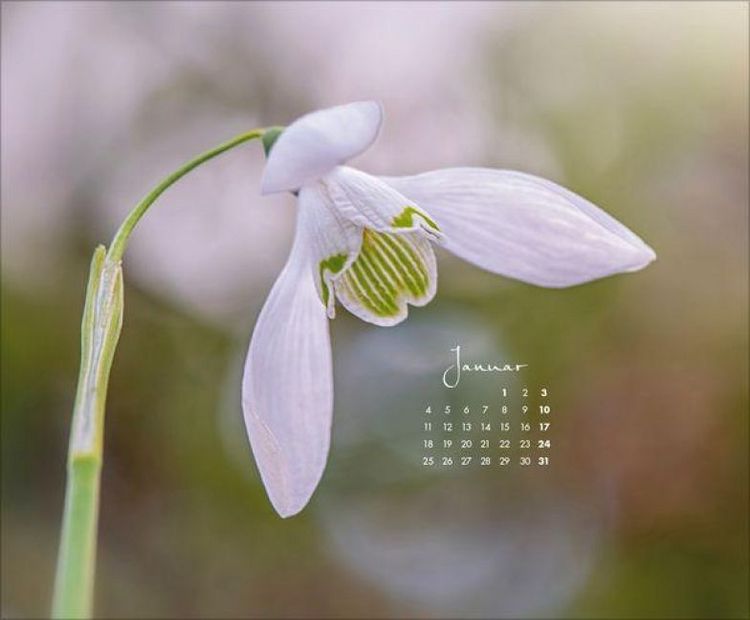 Produktbild: Floral Art 2027
