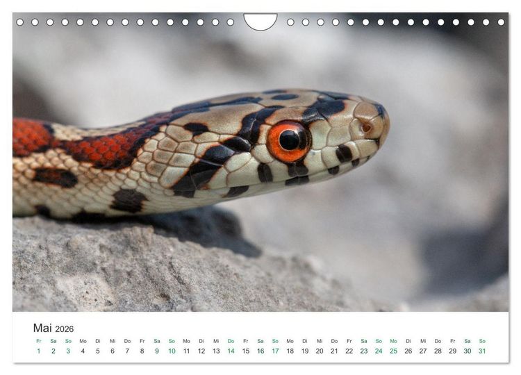 Produktbild: Schlangen - Portraits europ&auml;ischer Arten (Wandkalender 2026 DIN A4 quer), CALVENDO Monatskalender