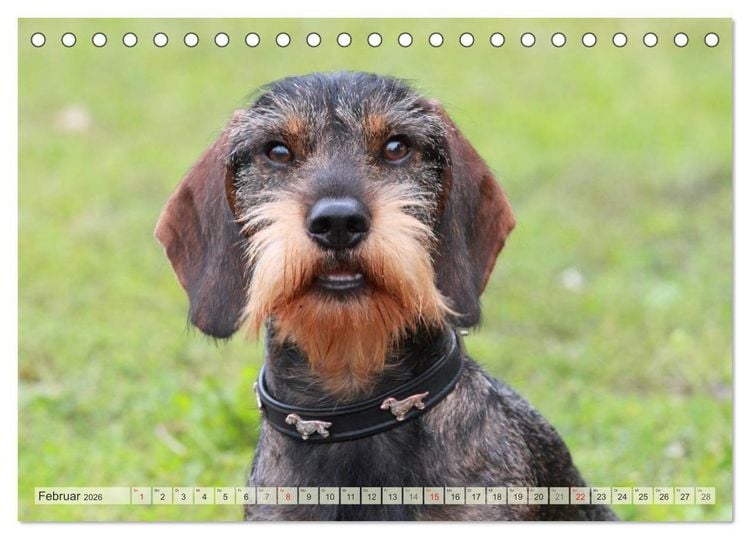 Produktbild: Liebenswerte Rabauken Rauhaardackel / CH-Version (Tischkalender 2026 DIN A5 quer), CALVENDO Monatskalender