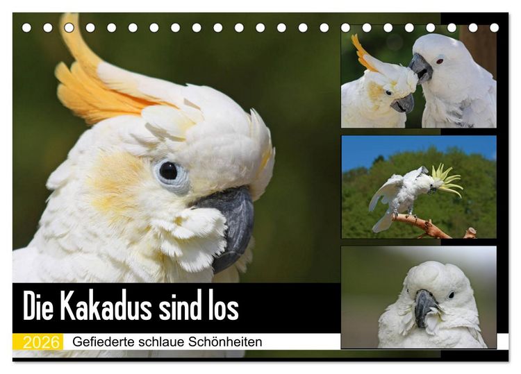 Produktbild: Die Kakadus sind los (Tischkalender 2026 DIN A5 quer), CALVENDO Monatskalender