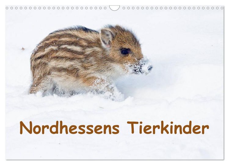 Produktbild: Nordhessens Tierkinder (Wandkalender 2026 DIN A3 quer), CALVENDO Monatskalender
