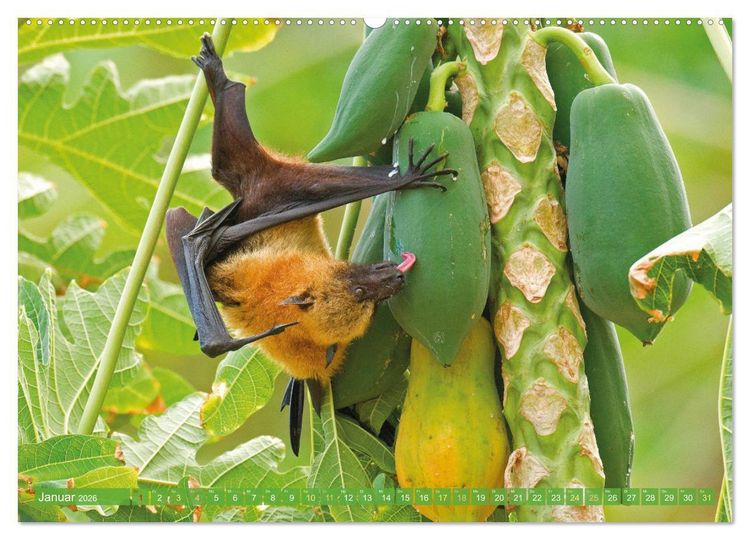 Produktbild: Flughunde: Vegetarische Drachenflieger (hochwertiger Premium Wandkalender 2026 DIN A2 quer), Kunstdruck in Hochglanz