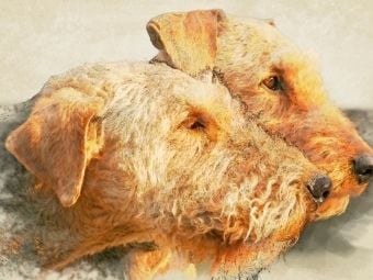 Produktbild: CALVENDO Puzzle Ein Motiv aus dem Kalender Airedale Terrier 2017 | 1000 Teile Lege-Gr&ouml;&szlig;e 64x48cm Foto-Puzzle f&uuml;r gl&uuml;ckliche Stunden