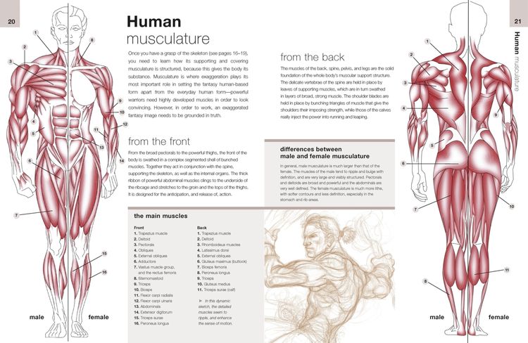 洋書 Anatomie fuer Fantasy-Zeichner 91sXhEGpORL._UF350,350_QL50_.jpg