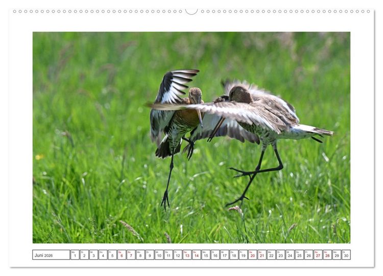 Produktbild: Die bedrohten Uferschnepfen (Wandkalender 2026 DIN A2 quer), CALVENDO Monatskalender