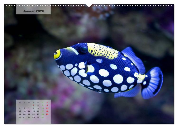 Produktbild: UNTER WASSER Riffaquaristik (hochwertiger Premium Wandkalender 2026 DIN A2 quer), Kunstdruck in Hochglanz