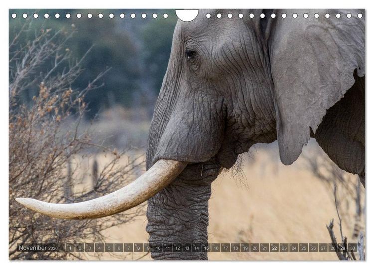 Produktbild: Botswana &ndash; Landschaft und Tierwelt (Wandkalender 2026 DIN A4 quer), CALVENDO Monatskalender