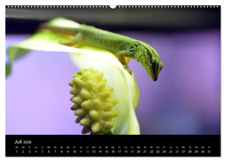 Produktbild: Reptilien (hochwertiger Premium Wandkalender 2026 DIN A2 quer), Kunstdruck in Hochglanz