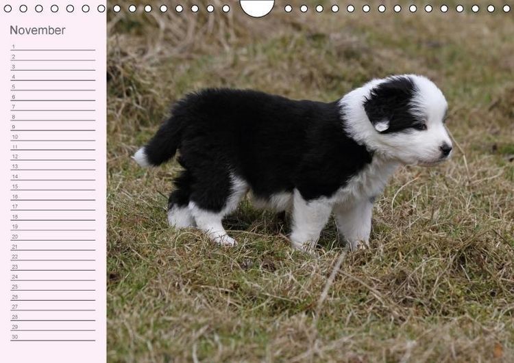 Produktbild: Border Collie-Welpen Geburtstagskalender (Wandkalender immerw&auml;hrend DIN A4 quer)