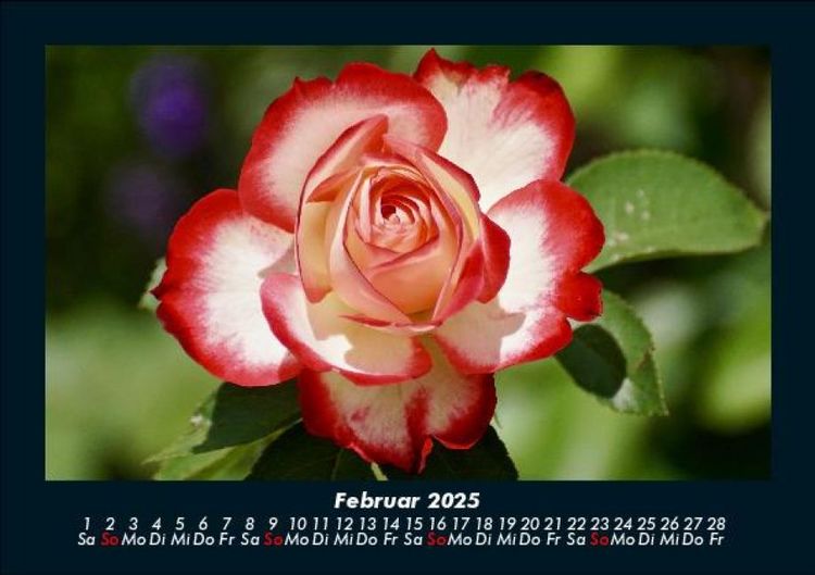 Produktbild: Blumenzauber 2025 Fotokalender DIN A5