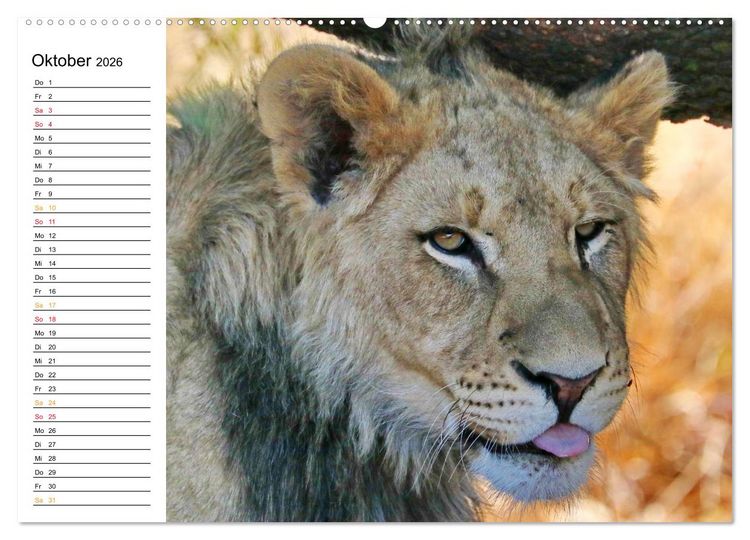 Produktbild: LION KING SELFIES L&ouml;wen hautnah (Wandkalender 2026 DIN A2 quer), CALVENDO Monatskalender