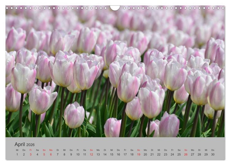 Produktbild: Impressionen von Texel (Wandkalender 2026 DIN A3 quer), CALVENDO Monatskalender