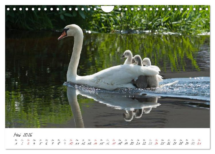 Produktbild: Ein Jahr mit den Schw&auml;nen (Wandkalender 2026 DIN A4 quer), CALVENDO Monatskalender