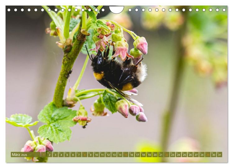 Produktbild: Faszination kleiner Sch&ouml;nheiten (Wandkalender 2026 DIN A4 quer), CALVENDO Monatskalender