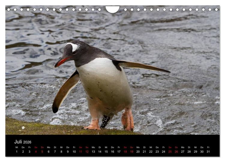 Produktbild: Pinguine - sympathische Fracktr&auml;ger im eisigen S&uuml;den (Wandkalender 2026 DIN A4 quer), CALVENDO Monatskalender