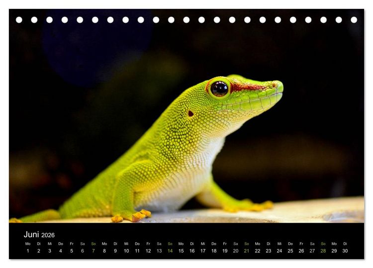 Produktbild: Reptilien (Tischkalender 2026 DIN A5 quer), CALVENDO Monatskalender