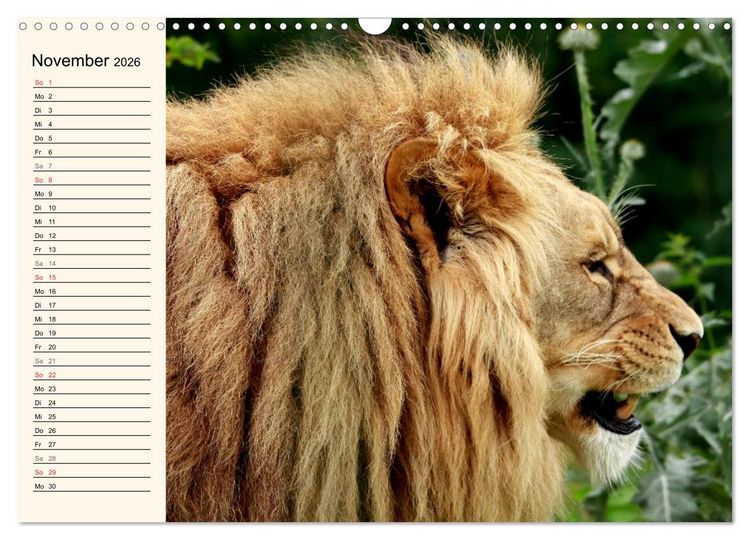 Produktbild: L&ouml;wen (Wandkalender 2026 DIN A3 quer), CALVENDO Monatskalender