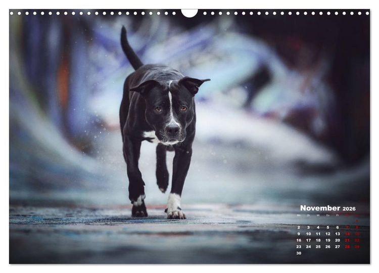 Produktbild: Listenhunde - mehr als nur eine Kategorie (Wandkalender 2026 DIN A3 quer), CALVENDO Monatskalender