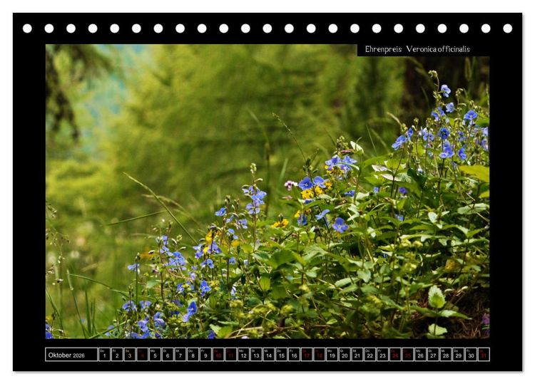 Produktbild: Alpine Flora in der Hom&ouml;opathie (Tischkalender 2026 DIN A5 quer), CALVENDO Monatskalender