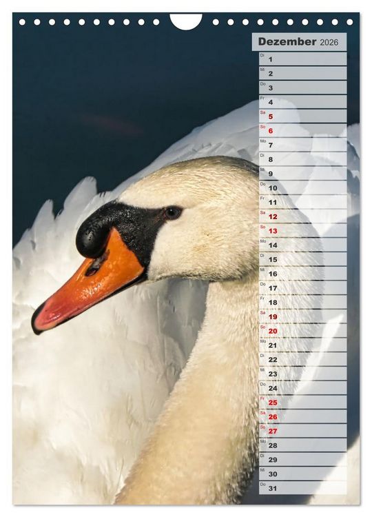 Produktbild: Stolze Schw&auml;ne (Wandkalender 2026 DIN A4 hoch), CALVENDO Monatskalender